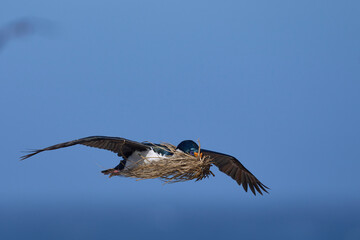 Imperial Shag (Phalacrocorax atriceps albiventer) carrying vegetation to be used as nesting material on Sea Lion Island in the Falkland Islands