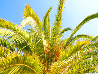 Obraz na płótnie Canvas Palm tree with big dates in the sun