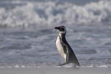 Obraz premium Magellanic Penguin (Spheniscus magellanicus) heading to the beach to go to sea from the coast of Sea Lion Island in the Falkland Islands.
