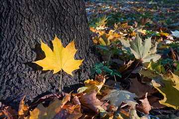 Yellow maple leaf lit by sun on the tree trunk, autumn concept