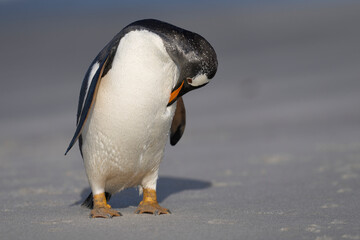 Gentoo Penguin (Pygoscelis papua) preening on the beach after coming ashore on Sea Lion Island in the Falkland Islands.