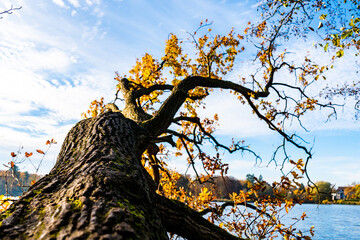 Fototapeta na wymiar Gefallener Baum im Herbst im See