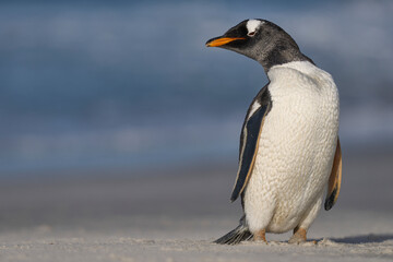 Fototapeta na wymiar Gentoo Penguin (Pygoscelis papua) standing on the beach after coming ashore on Sea Lion Island in the Falkland Islands.