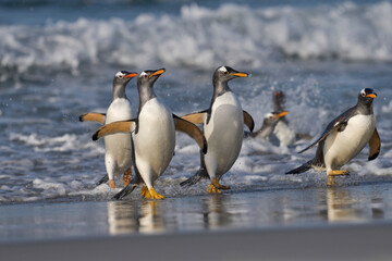 Gentoo Penguins (Pygoscelis papua) coming ashore after feeding at sea on Sea Lion Island in the Falkland Islands.