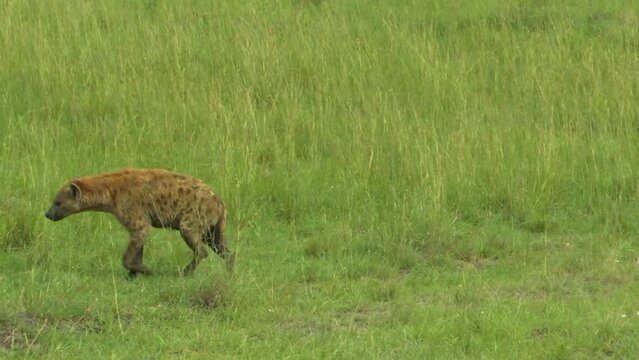Two hyenas runing in opposite directions through green grassland