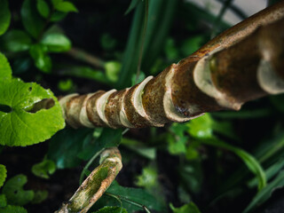 Plant stem