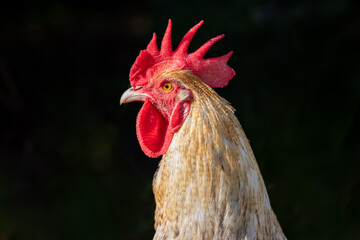 Head of a rooster