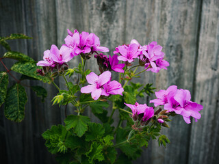 pink flowers in a garden