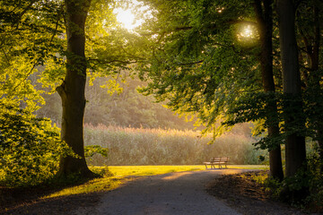 Beautiful forest in Amstelveen park, Netherlands with soft morning sunlights through green trees. A path leads through the warm spring summer park with the bench on a side walk. 