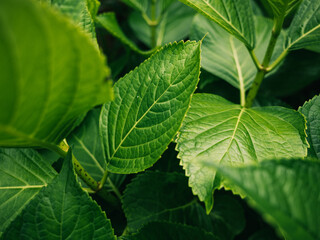 green leaves background