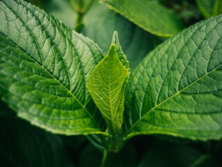 close up of green leaf