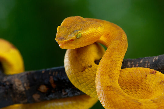 Yellow flat nosed pit viper Craspedocephalus or Trimeresurus puniceus hanging on a branch with attacking position and bokeh background