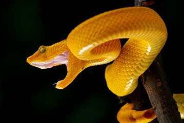 Angry yellow flat nosed pit viper Craspedocephalus or Trimeresurus puniceus opening its mouth with attacking position and black background 