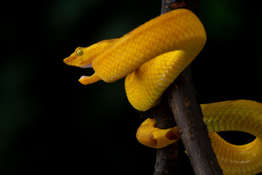 Angry yellow flat nosed pit viper Craspedocephalus or Trimeresurus puniceus opening its mouth with attacking position and black background 