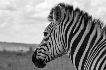 Fototapeta na wymiar Zebra displaying its black and white stripes