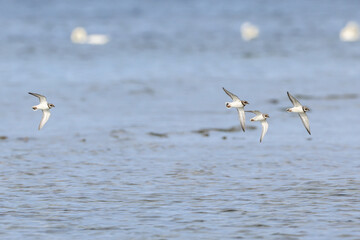 Common ringed plovers flying over Ekstakusten