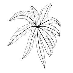 Exotic line leaf sketch by hand drawing. Leaf art highly detailed in line art style. Plant of tropical. Leaf for paint to pattern or wallpaper.