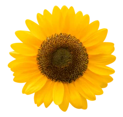 Fotobehang sunflower png © Lifer Man