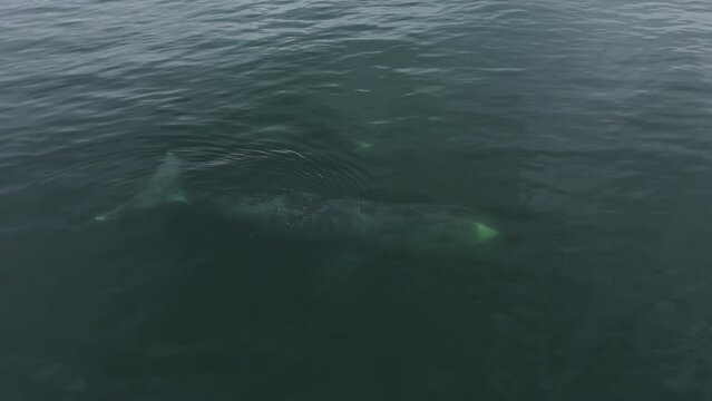 Two whales swim underwater. Aerial photography from a low altitude.