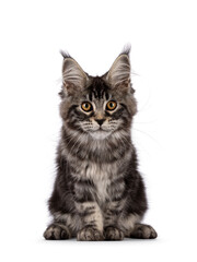 Fluffy black tabby Maine coon cat kitten, sitting up facing front. Looking towards camera with head curiously forward. Isolated on a white background
