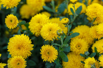 beautiful bushes of yellow chrysanthemum flowers