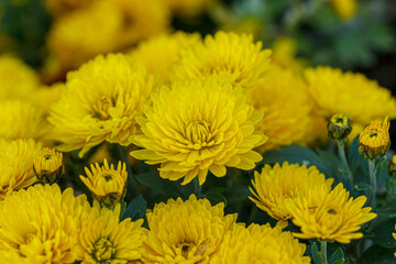 beautiful bushes of yellow chrysanthemum flowers