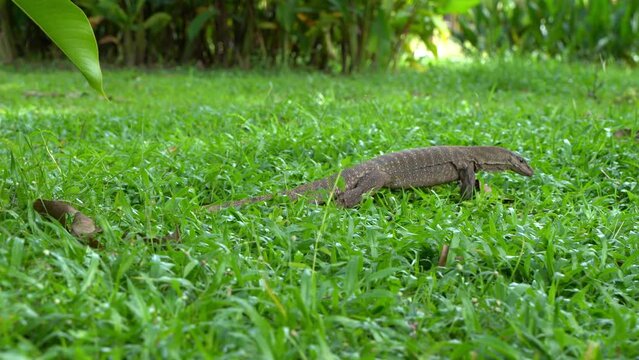 Komodo varan hunts for bugs digging the ground in the lawn.