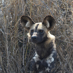 African wild dog, also called the painted dog or Cape hunting dog