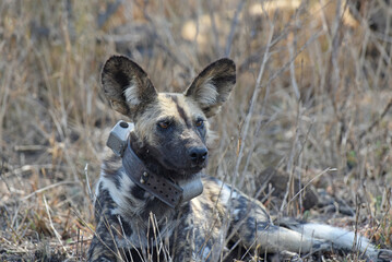 African wild dog, also called the painted dog or Cape hunting dog