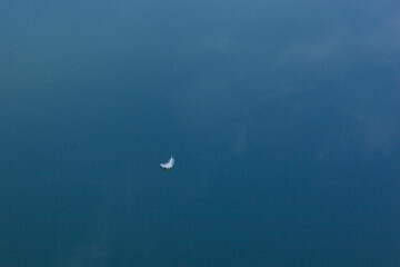 Fototapeta na wymiar swan feather on the water with blue sky reflection