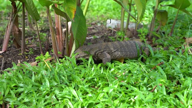 Komodo varan hunts for bugs digging the ground in the lawn.