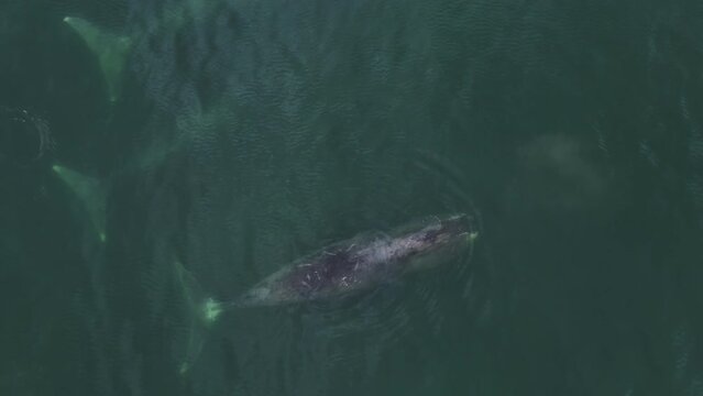 Aerial photography of whales. Greenish water. A family of wild animals. Big tail. A family of Grendlan whales swim together.