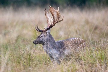 European fallow deer in Bjärka Säby