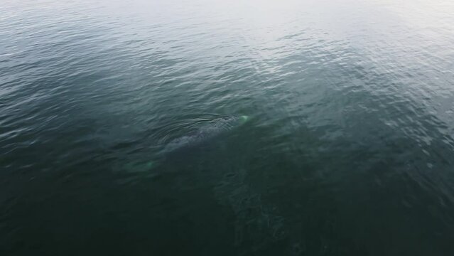 whale floats out of the water. Aerial 4k.