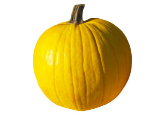 isolated Mellow Yellow pumpkin on a white background