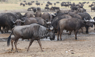 Naklejka na ściany i meble Wildebeest, also called gnu, on the savannah in Kruger National Park