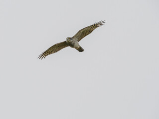 Sparrowhawk in flight