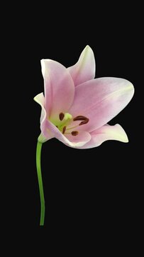 Time lapse of opening and dying beautiful light pink Longiflorum lily flower with ALPHA transparency channel isolated on black background, vertical orientation
