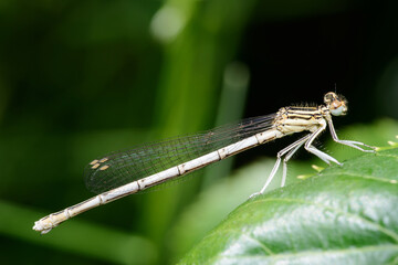 White-legged damselfly or Blue featherleg (Platycnemis pennipes)
