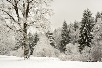 Natural winter landscape