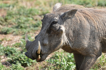Naklejka na ściany i meble Warthogs are pigs that live in open and semi-open habitats in sub-Saharan Africa