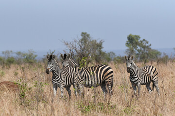 Fototapeta na wymiar Portrait of Southern Zebra in Kruger National Park