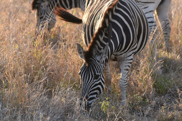 Obraz na płótnie Canvas Portrait of Southern Zebra in Kruger National Park