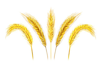 Digital drawing of golden wheat.