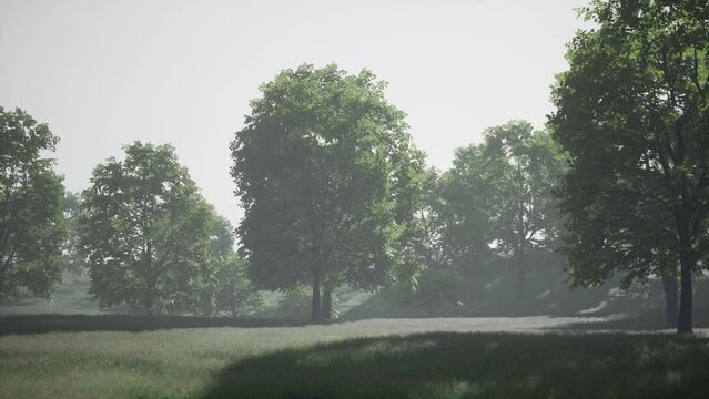 The green mapple leaves in the summer
