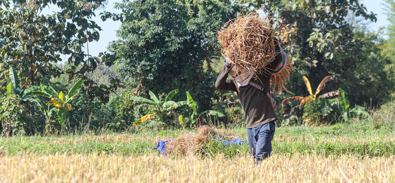 A male farmer carrying his harvested rice from a rice field.