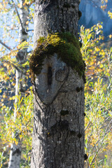 Tree canker on a big tree trunk with an hearth shape and moss overgrown