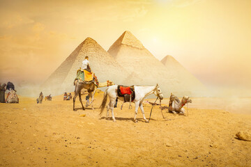 Horse and camels