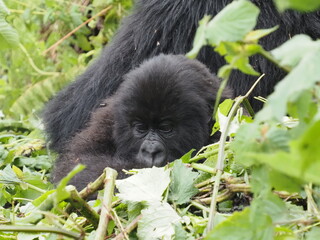 Mountain gorillas in Rwanda