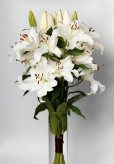 white lilies on a white background